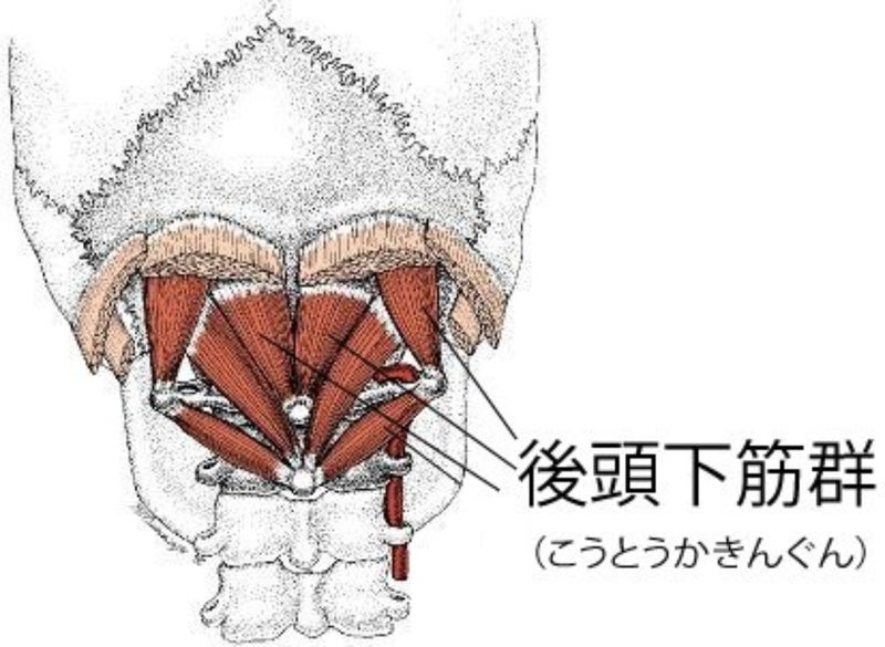 後頭下筋の筋膜リリース
