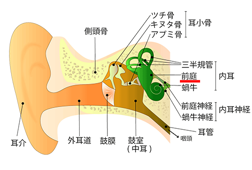 前庭覚と固有受容感覚のトレーニング｜体幹・平衡感覚を整える感覚統合の基本