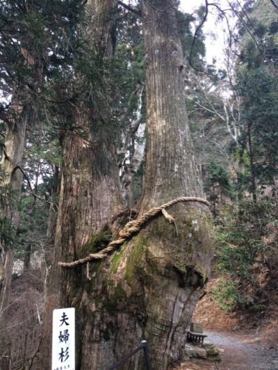 玉置神社の夫婦杉